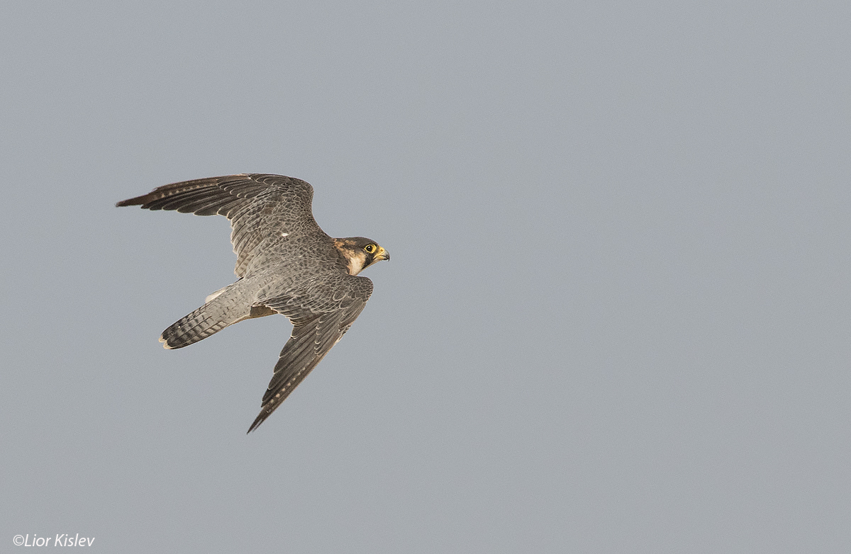 ,Barbary Falcon Falco pelegrinoides ,Eilat,Israel August 2016 .Lior Kislev